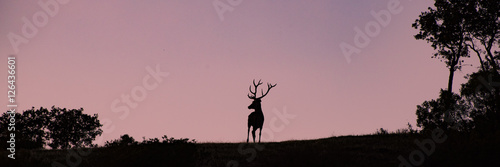 Der Hirsch auf seinem Berg im Abendlicht
