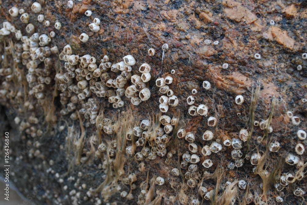 Colony of clams on the rock after low tide. Colony of clams on the rock after low tide.