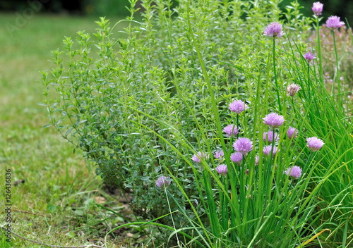 plantes aromatiques  dans jardin