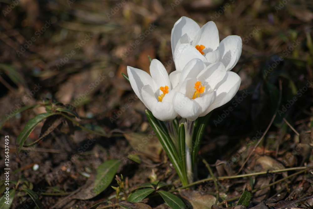krokusy krokusy