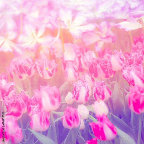 sweet pastel tulip background, soft focus