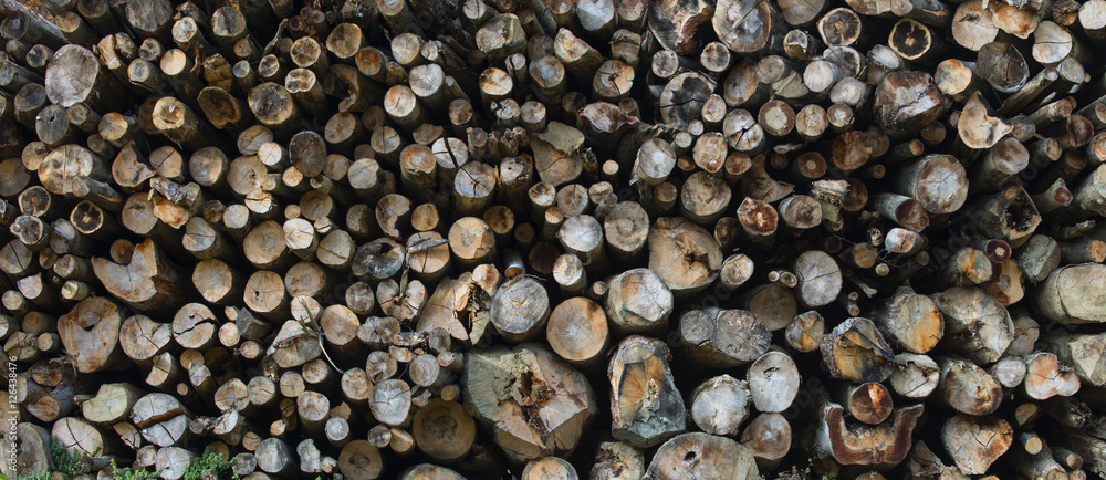 trees cut trees cut