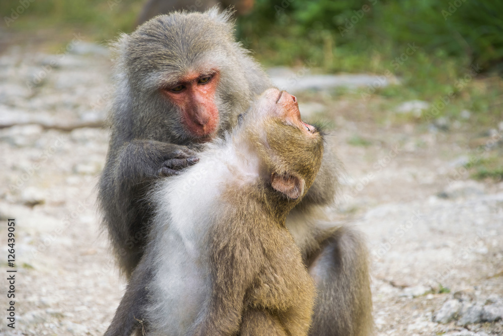 Taiwan, Kaohsiung - April 2016: Monkeys in Shoushan, Monkey Mountain in Kaohsiung city. Taiwan, Kaohsiung - April 2016: Monkeys in Shoushan, Monkey Mountain in Kaohsiung city.