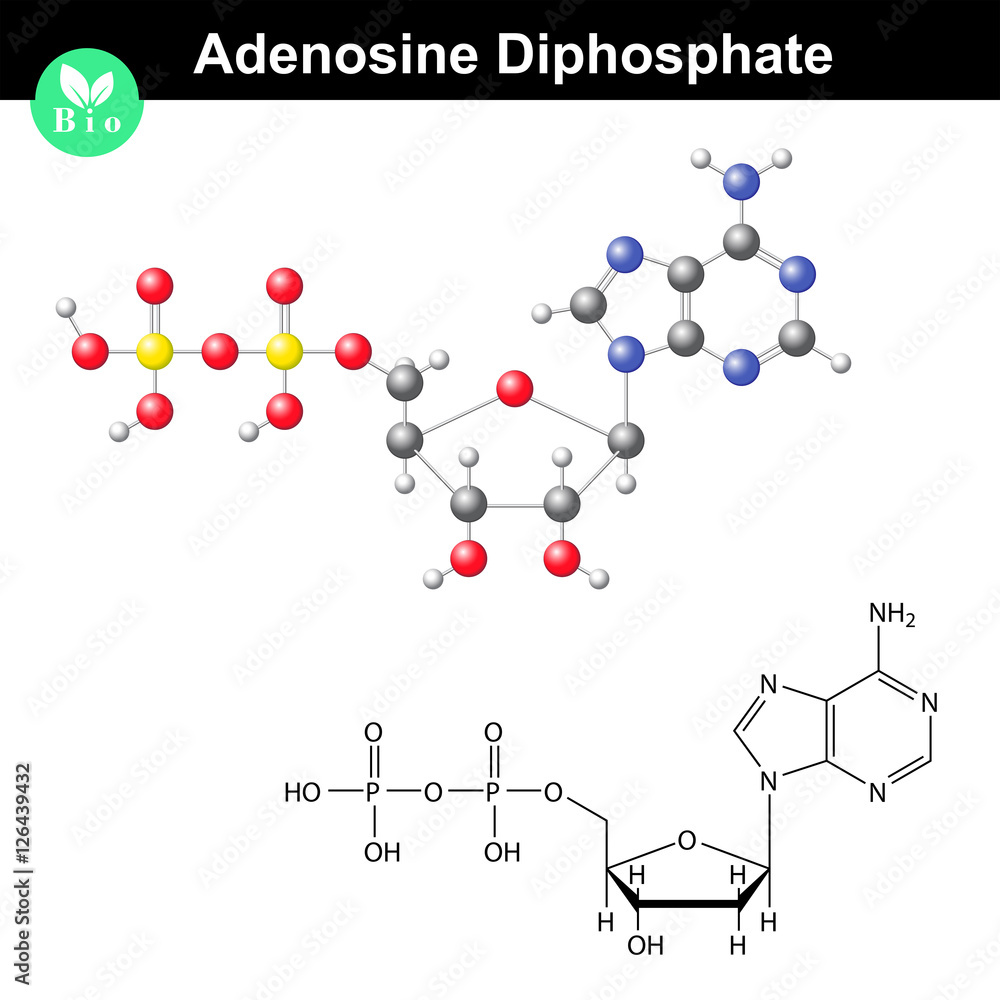 Adenosine diphosphate chemical structure and model