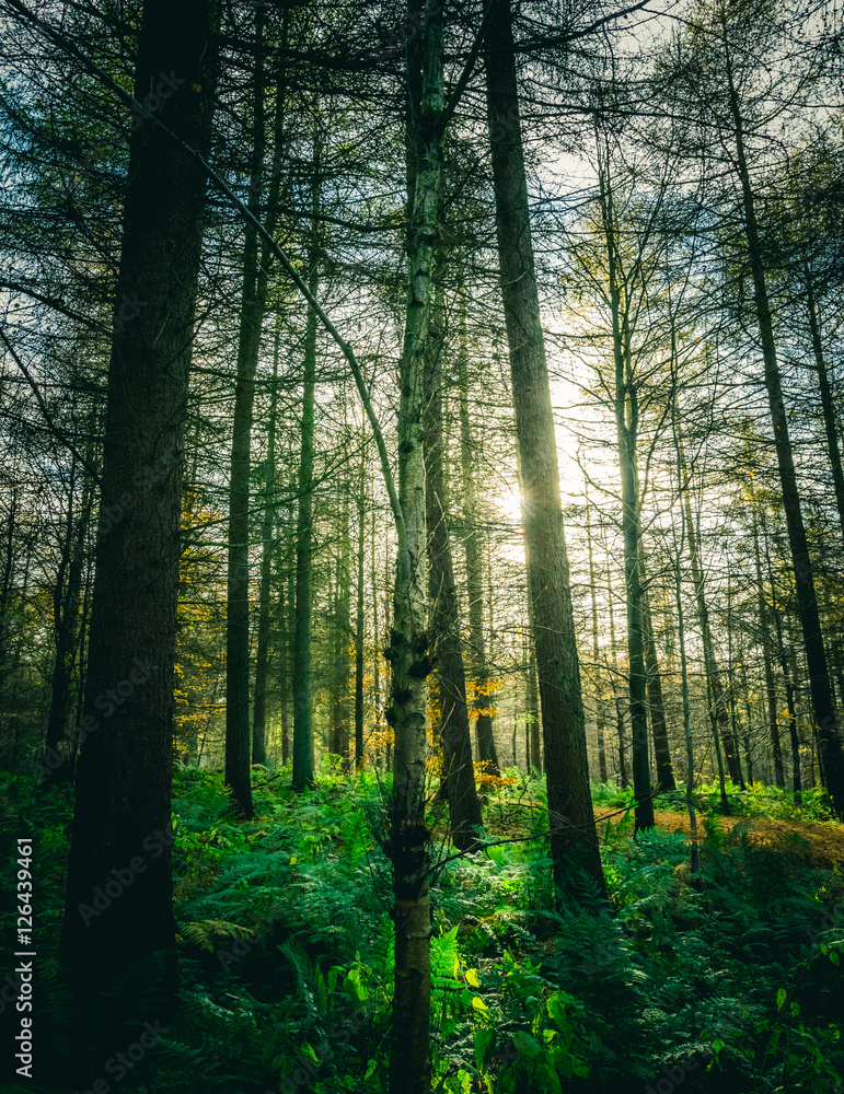 Obraz premium Sunlight breaking through trees