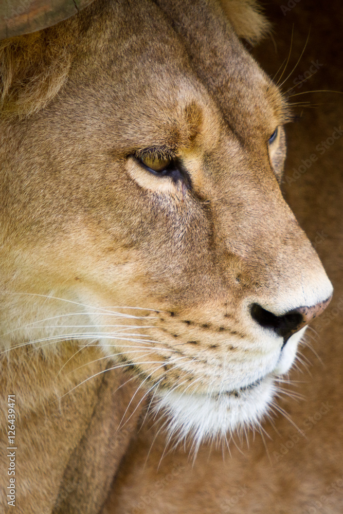 Lion Lion