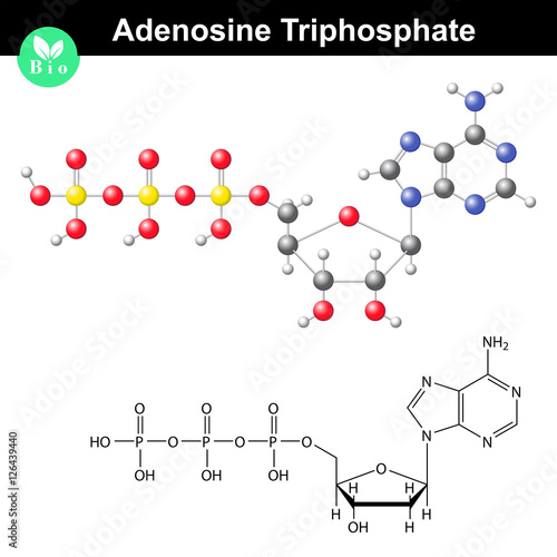 Adenosine triphosphate molecular structure
