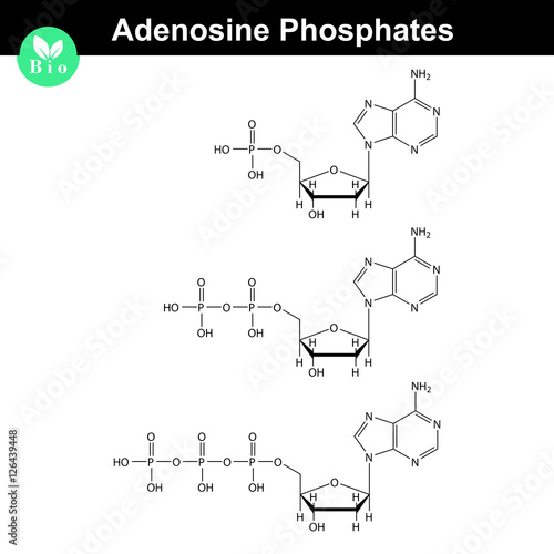 ATP, ADP and AMP chemical structures