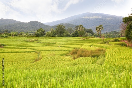  rice terrace at chiangmai , thailand © jaturunp