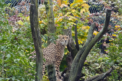 Cheetah in Tree