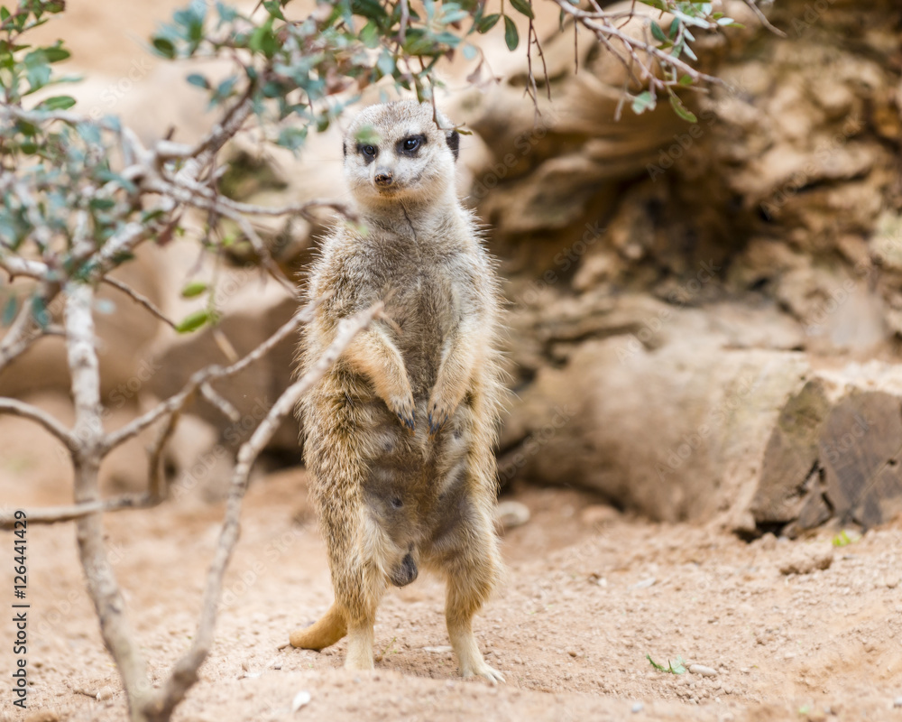 Fototapeta premium Funny alert meerkat standing on guard (Suricate)