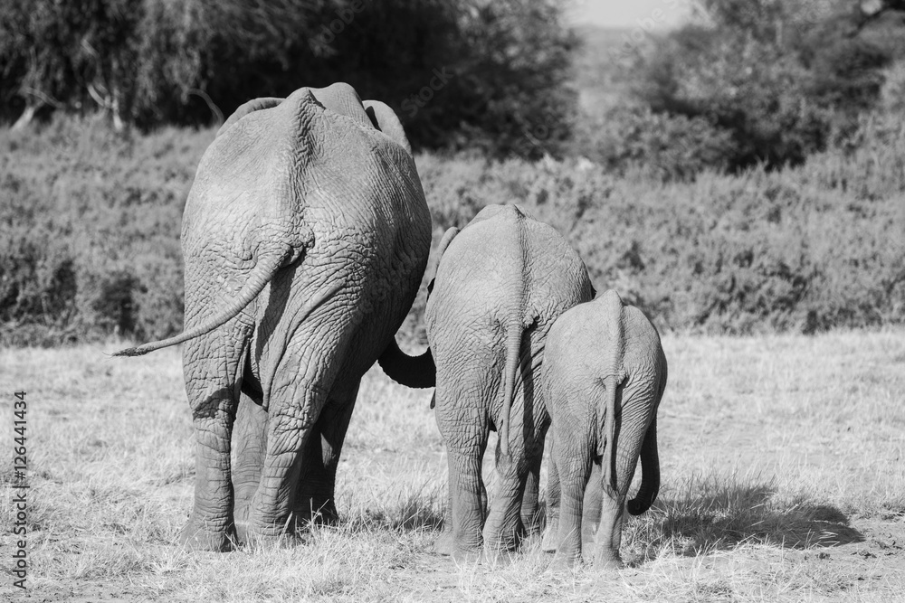 family of elephants in Masai Mara Kenya