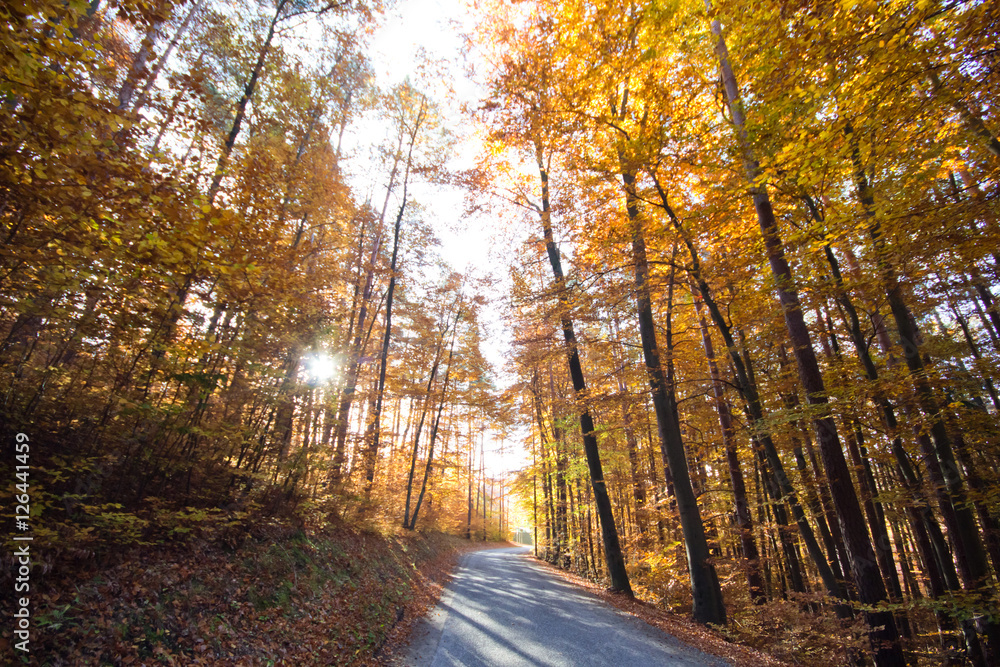 Obraz premium Herbst im Wald