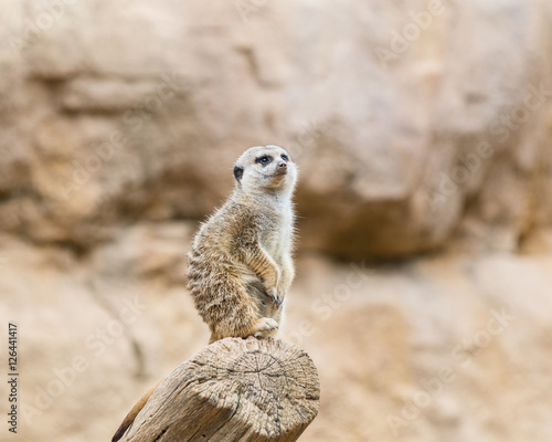 Funny African meerkat (Suricate)