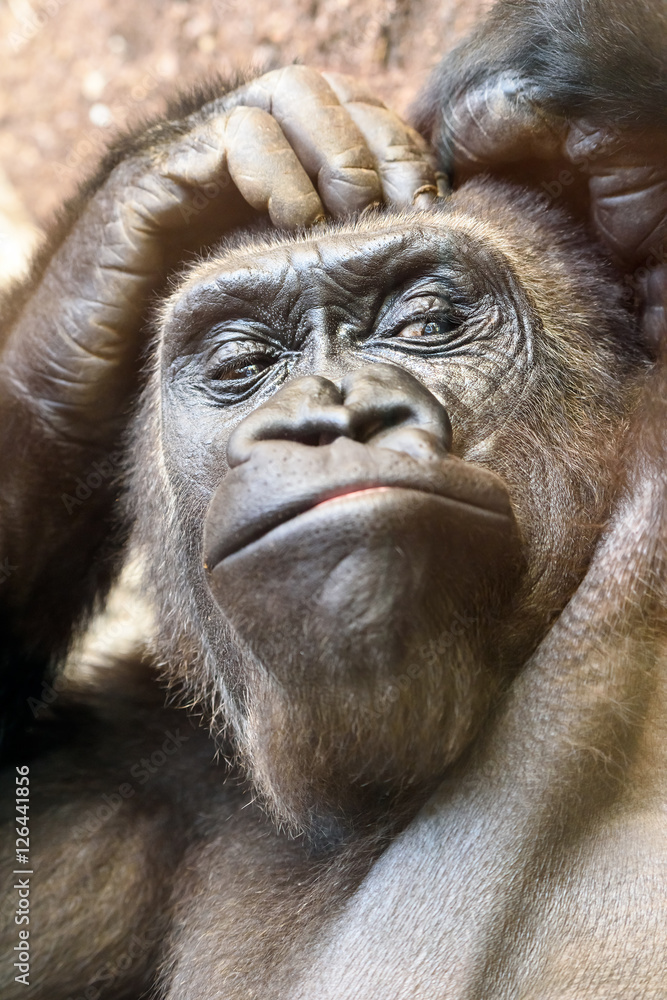 Black Gorilla Portrait Black Gorilla Portrait