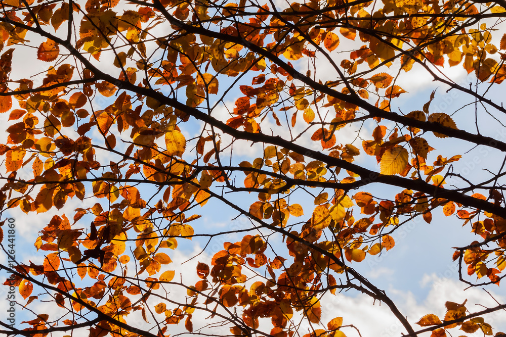 Colorful autumn branches and cool blue sky