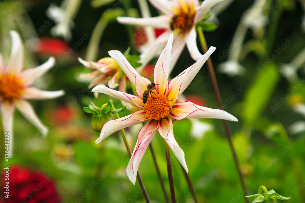 Obraz premium Biene auf Blume