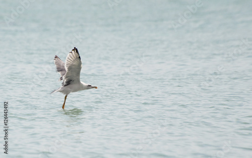 Seagull Touching The Surface of The Water. Seagull Landing on Water.
