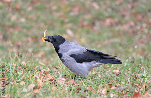 Фотография crow