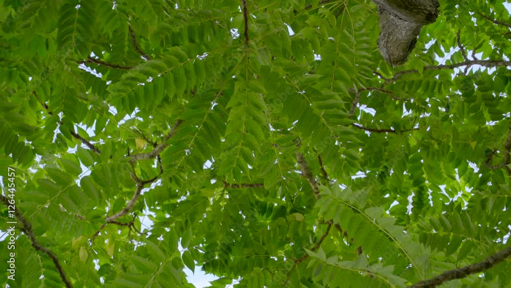 The green leaves of Simaroubaceae waving in the wind it is a big tree inside a lawn The green leaves of Simaroubaceae waving in the wind it is a big tree inside a lawn