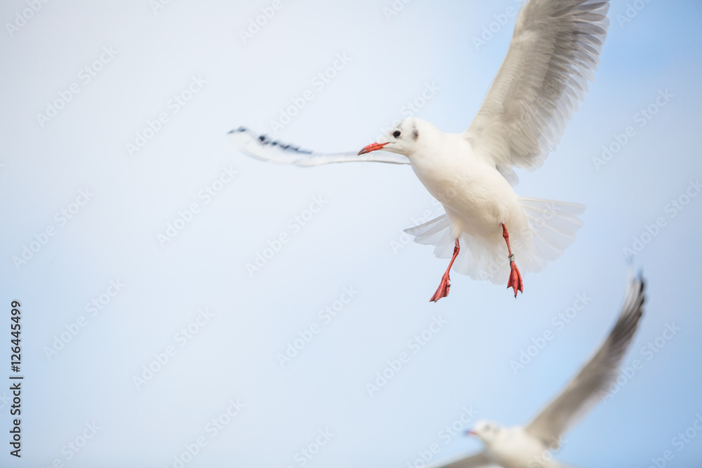 Obraz premium Landeanflug