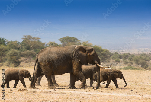 Herd of elephants In Amboseli National Park Kenia