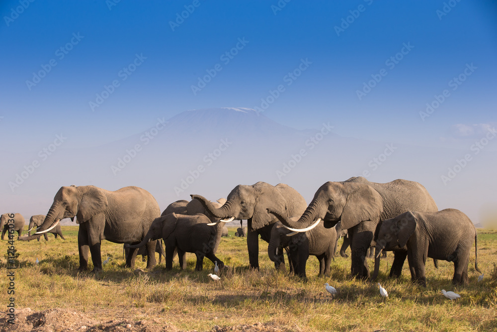 Herd of elephants In Amboseli National Park Kenia Herd of elephants In Amboseli National Park Kenia