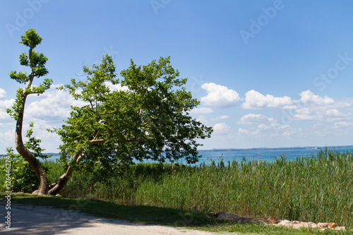 Tree At Lake Garda