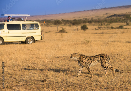 Cheetah and jeep safari in Masai Mara National Park Kenia