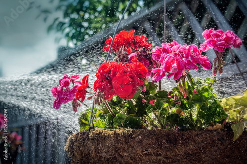 watering a hanging flower basket in summer