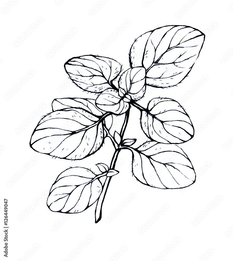 Oregano. Hand drawn black and white illustration on white background