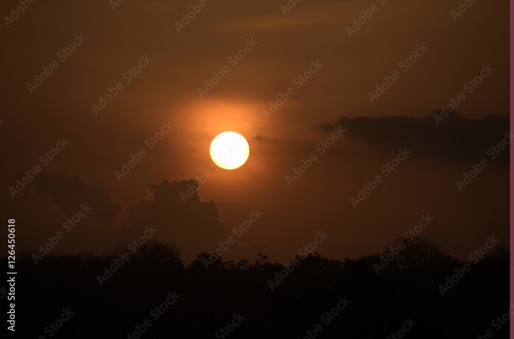 alba alba