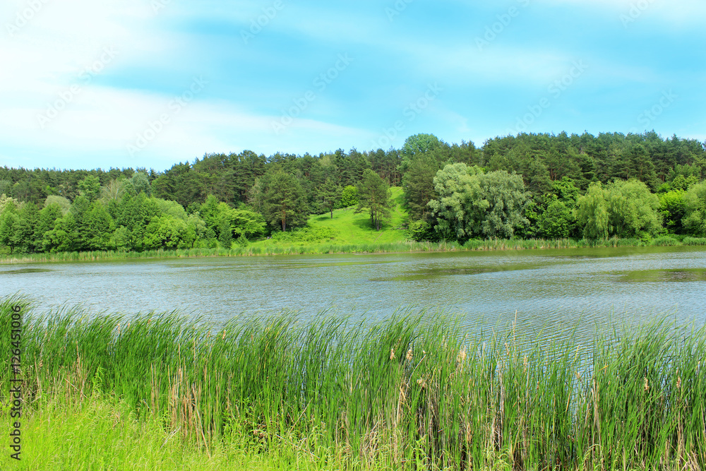 Fototapeta premium summer landscape with forest and river