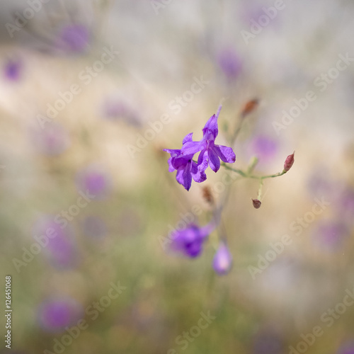 Tableau sur toile floewr in blur