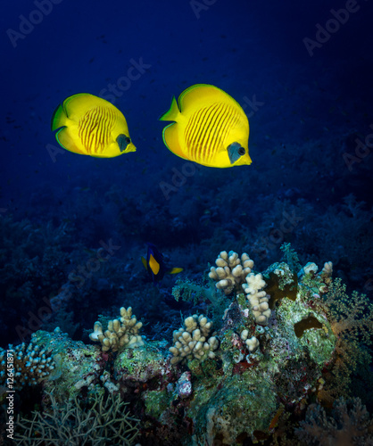 Masked Butterflyfish (Chaetodon semilarvatus) swim together on Fury Shoals, Red Sea, Egypt