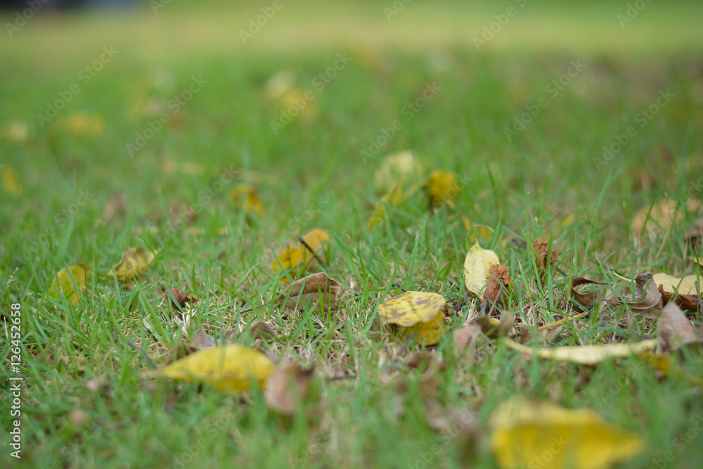 Fallen leaves in autumn on green grass Fallen leaves in autumn on green grass