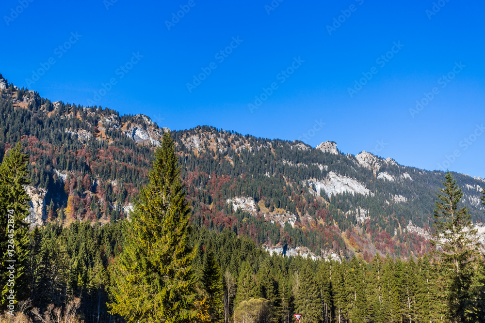 Fototapeta premium bayrischer wald