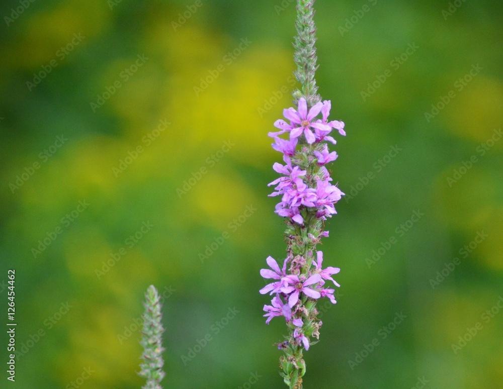 Obraz premium Wildflower