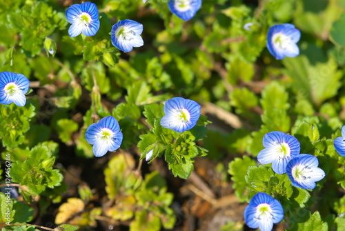 オオイヌノフグリ