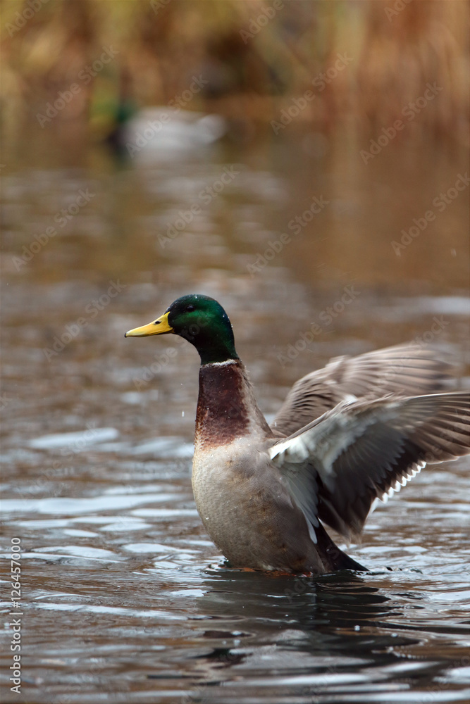 Fototapeta premium Canard colvet