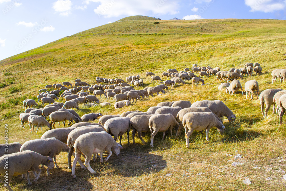 Obraz premium gregge di pacore al pascolo in Italia