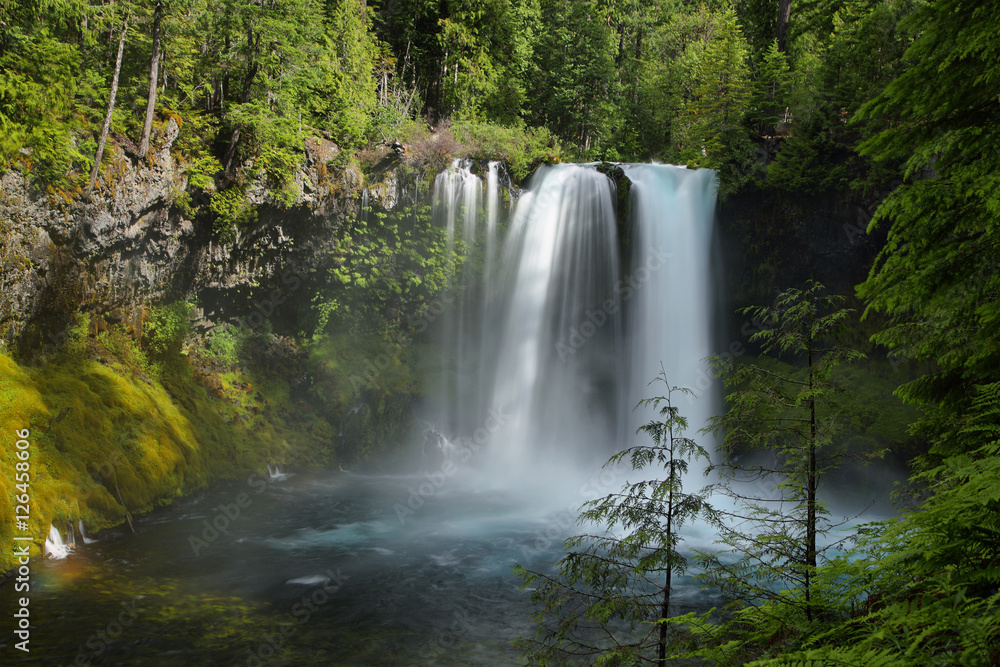 Fototapeta premium Koosah Falls in Mc kenzie pass, Oregon.