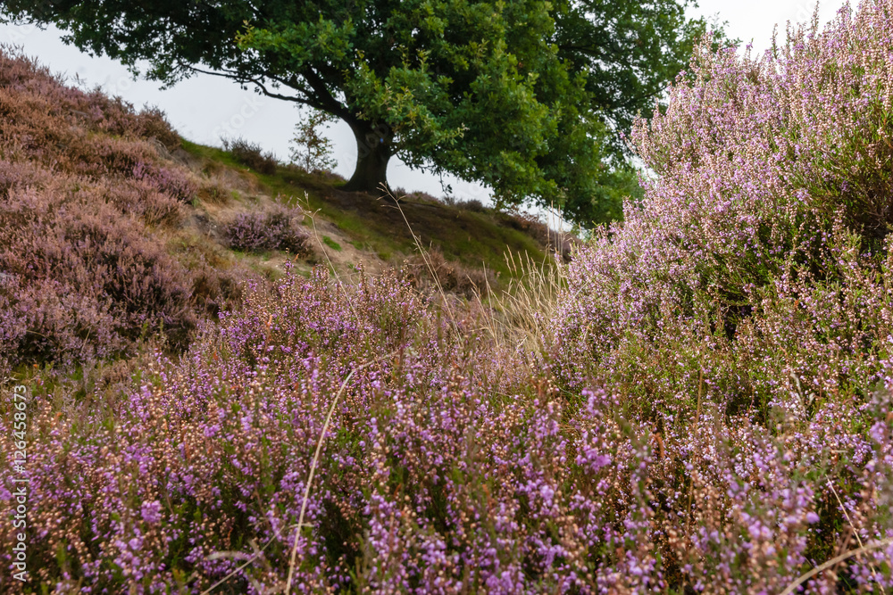 Obraz premium Detail of a flowering heather plant in dutch landscape