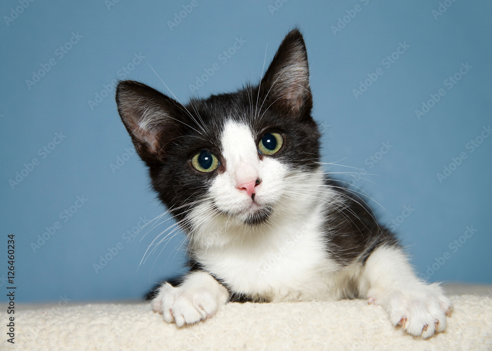 Portrait of one Black and white short haired tabby kitten laying on sheepskin blanket, peeking over edge of bed table looking at viewer, blue background with Copy space