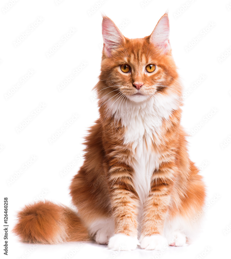 Obraz premium Portret krajowy czerwony kotek Maine Coon - 8 miesięcy. Ładny młody kot siedzi z przodu i patrząc na kamery. Ciekawy kotek młody pomarańczowy paski na białym tle.