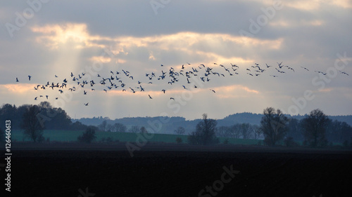 Ptaki zbierające się do odlotu na zimę. photo