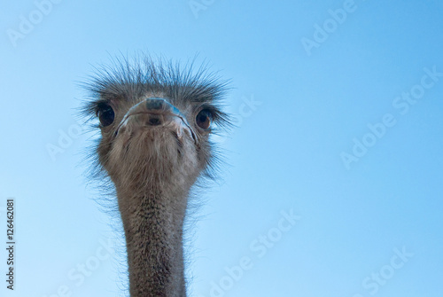 The African Ostrich