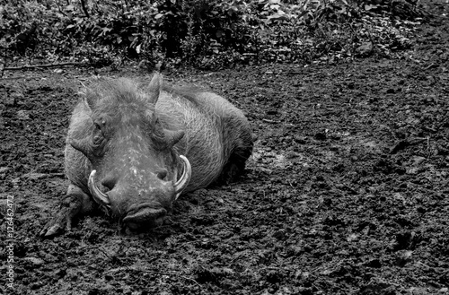 Фотография Warthog in wallow in Kenya