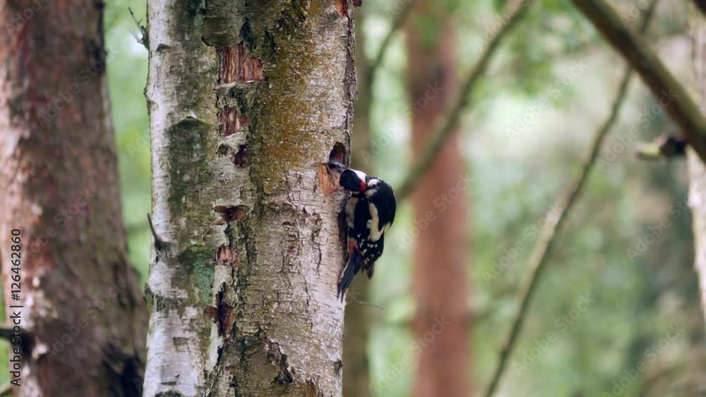 Great Spotted Woodpecker Feeding its Young in a Hollowed Tree Great Spotted Woodpecker Feeding its Young in a Hollowed Tree