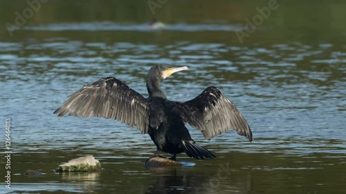 Cormorant (Phalacrocorax carbo) perched on a rock with spread open wings drying